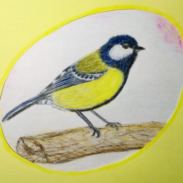 Синица в профиль нарисованная