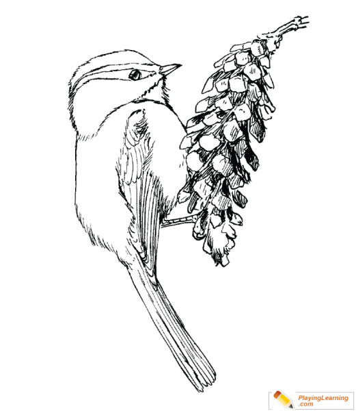 Синица рисунок карандашом