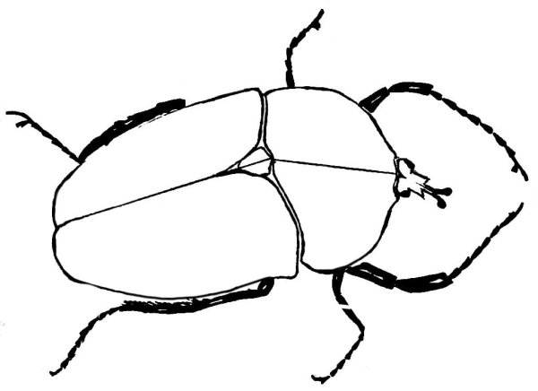 Жужелица раскраска