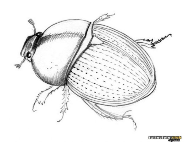 Жук карандашом