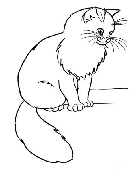 Раскраска кота Мейн куна