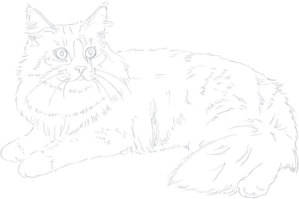 Кошка рисунок карандашом