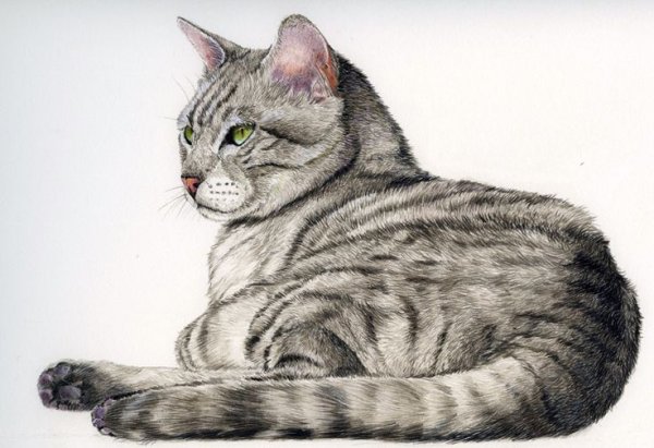 Кошка карандашом