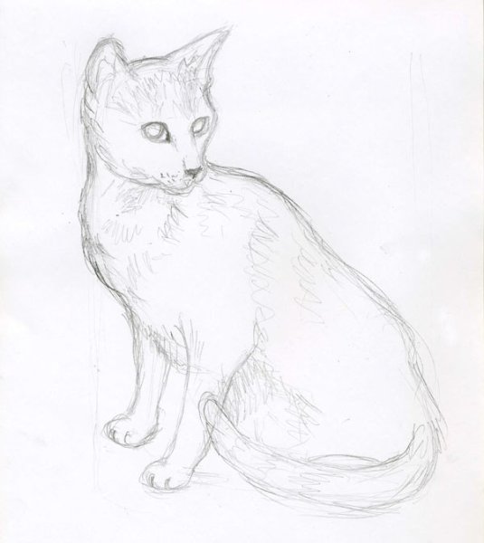 Лежачая кошка карандашом