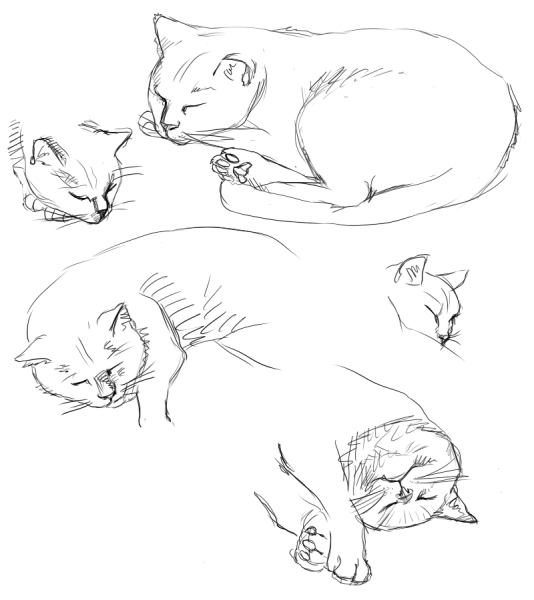 Кошка раскраска реалистичная