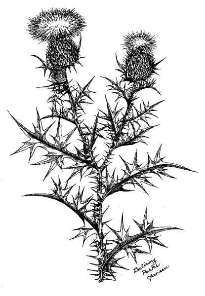 Верблюжья колючка. Чертополох