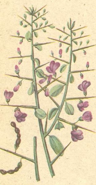 Верблюжья колючка рисунок