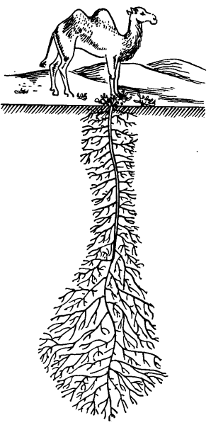 Верблюжья колючка корень