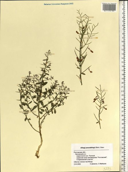 Верблюжья колючка гербарий