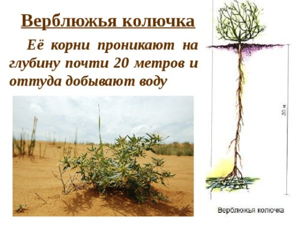 Корни колючки