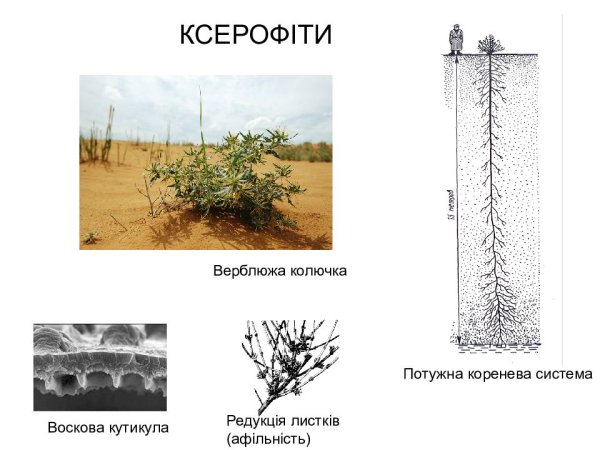 Верблюжья колючка раскраска