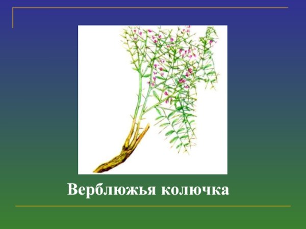 Верблюжья колючка. Чертополох