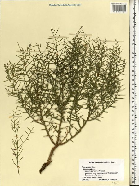 Корневая система растений в пустыне