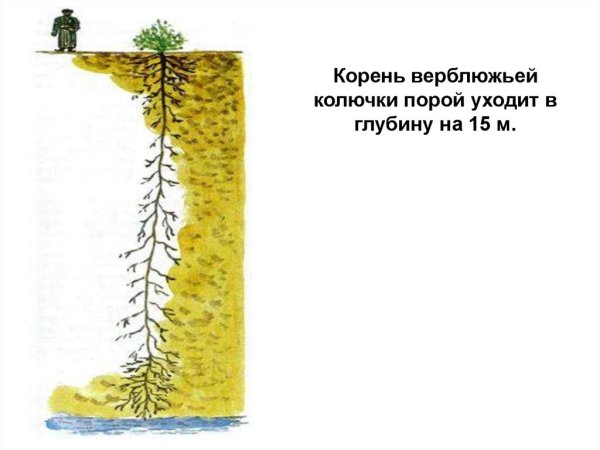 Чертополох и репейник