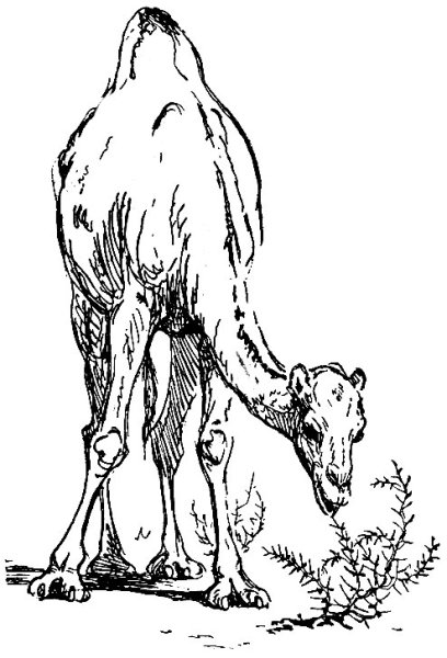 Растения пустыни