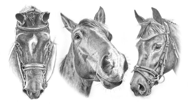 Лошадиная голова анфас