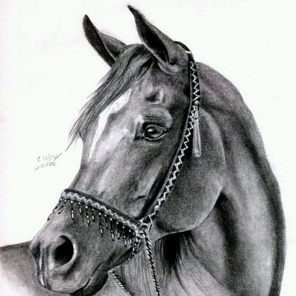 Голова лошади карандашом