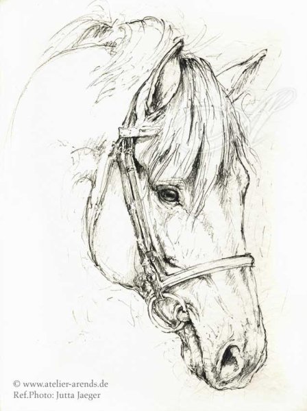 Рисование морды лошади