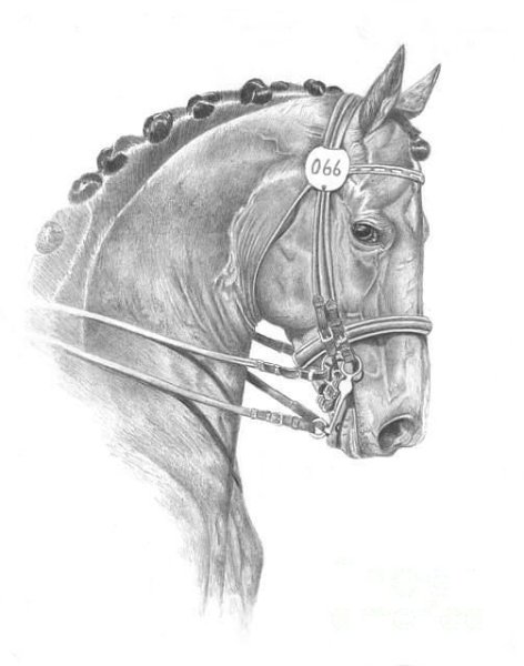 Анатомия лошади тяжеловоз референс