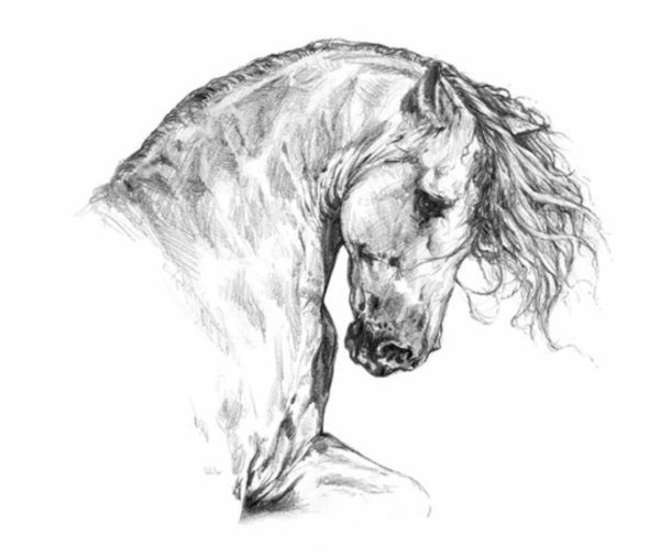 Морда лошади сбоку рисунок