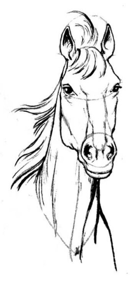 Голова коня карандашом