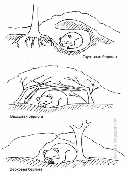 Медведь в берлоге контур