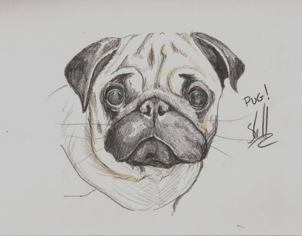 Морда МОПСА рисунок