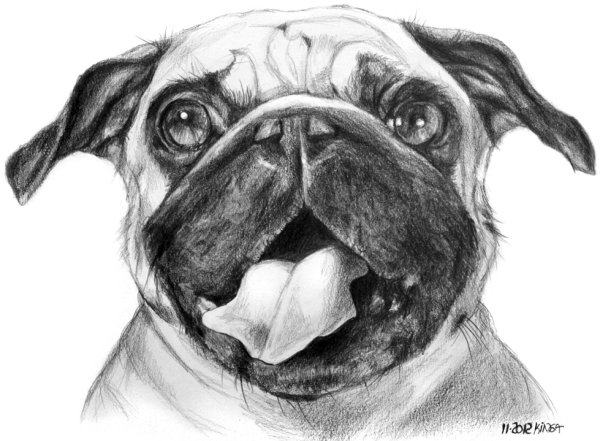 Мопс рисунок для срисовки