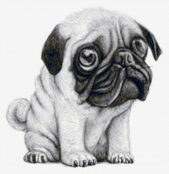 Мопс карандашом