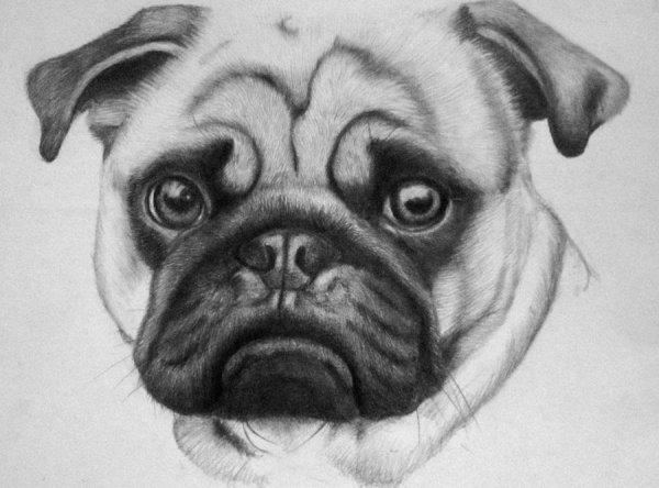 Картинки собак для срисовки