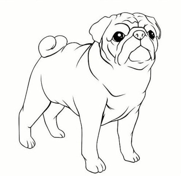 Реалистичные рисунки животных