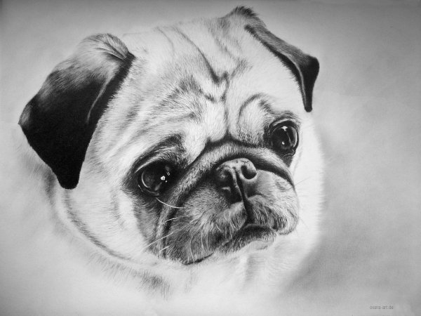 Мопс для срисовки