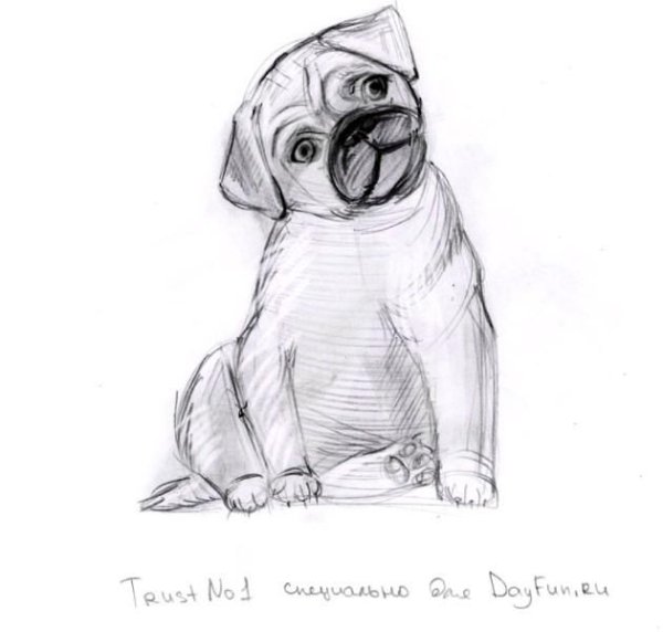 Мопс карандашом