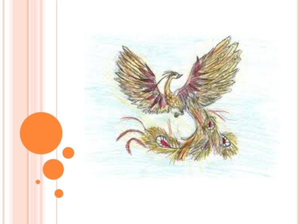 Студия Жар птица