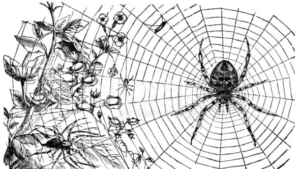 Паутина ПМГ