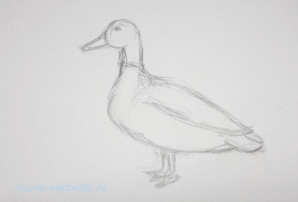Рисунок утки карандашом легко