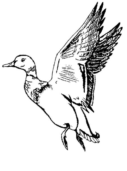 Рисунки уток карандашом