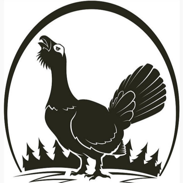 Силуэт глухаря