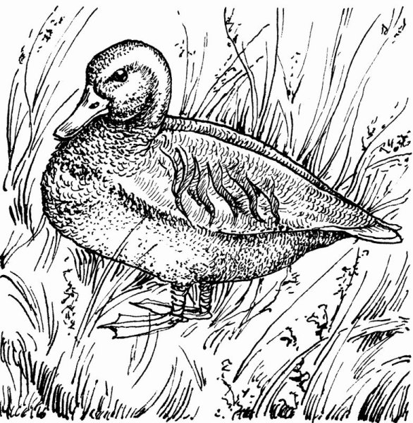 Чирок-свистунок рисунок