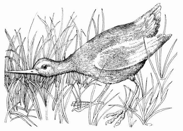 Кулик птица раскраска