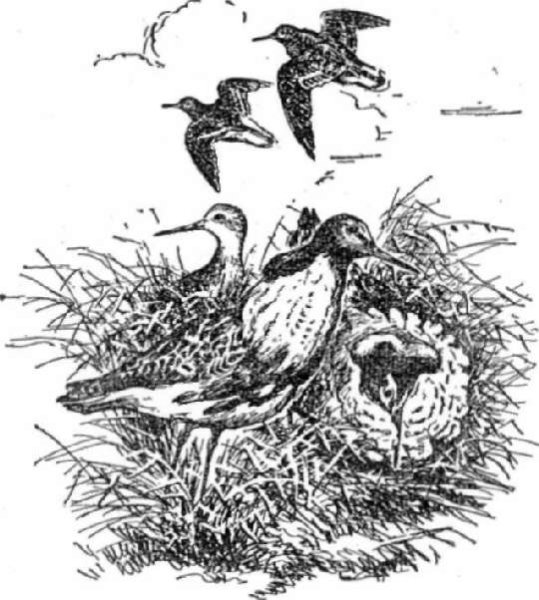 Охота на Кулика болотного