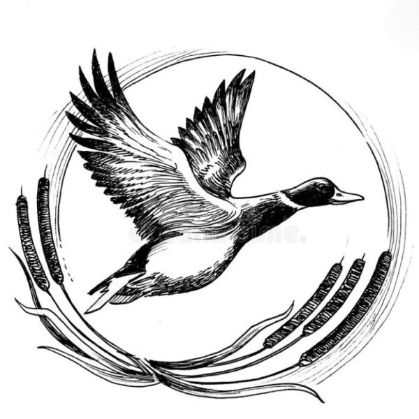 Утка в полете Графика