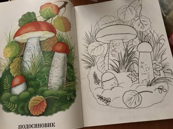 Нарисовать подосиновик гриб карандашом