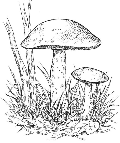 Подосиновик белый раскраска