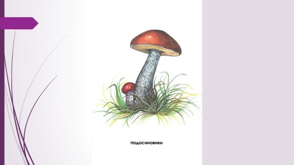 Подосиновик гриб hfcrhfcrfдля детей