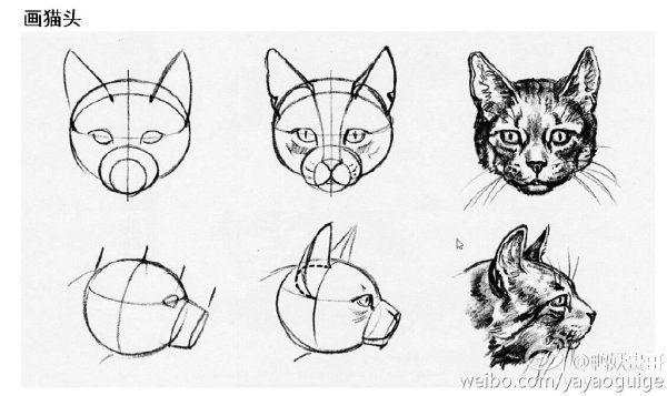 Референс головы кота спереди