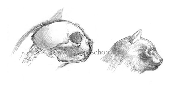 Анатомия головы кошки для рисования
