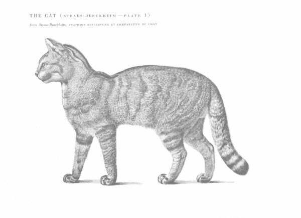 Кот сидит вид сбоку