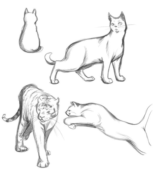 Кошка сбоку референс