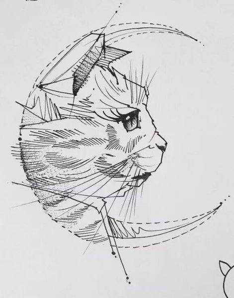 Анатомия морды кота